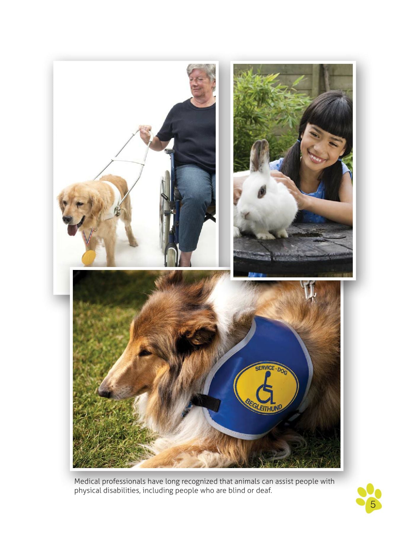 Companion and Therapy Animals