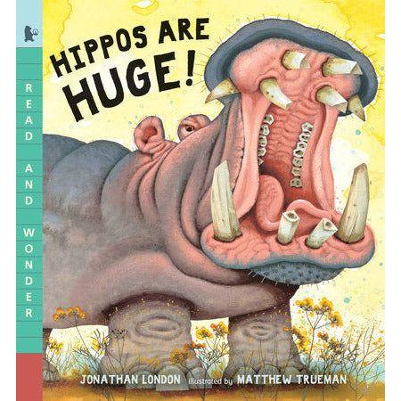 Hippos Are Huge!