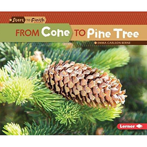 From Cone to Pine Tree