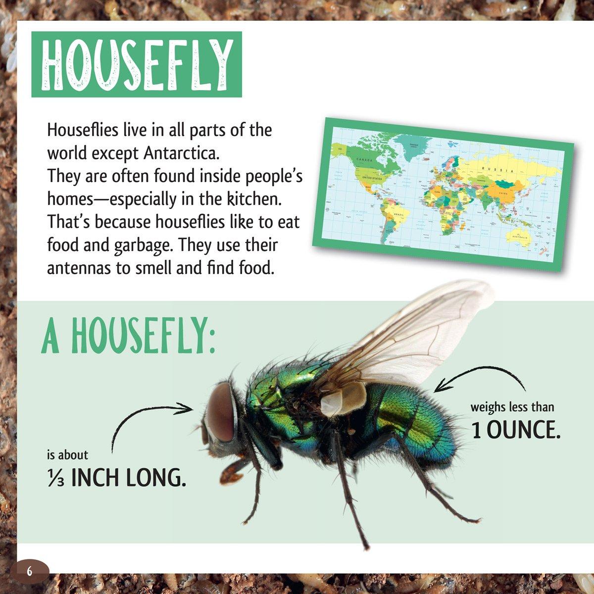 And the Winner Is...Who Is the Longest Living Insect on Earth