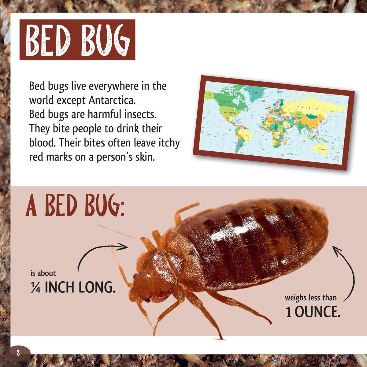 And the Winner Is...Who Is the Longest Living Insect on Earth