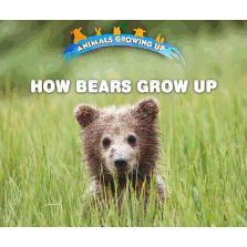 How Bears Grow Up