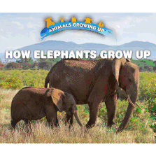 How Elephants Grow Up