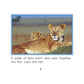 Animals Together-Paperback