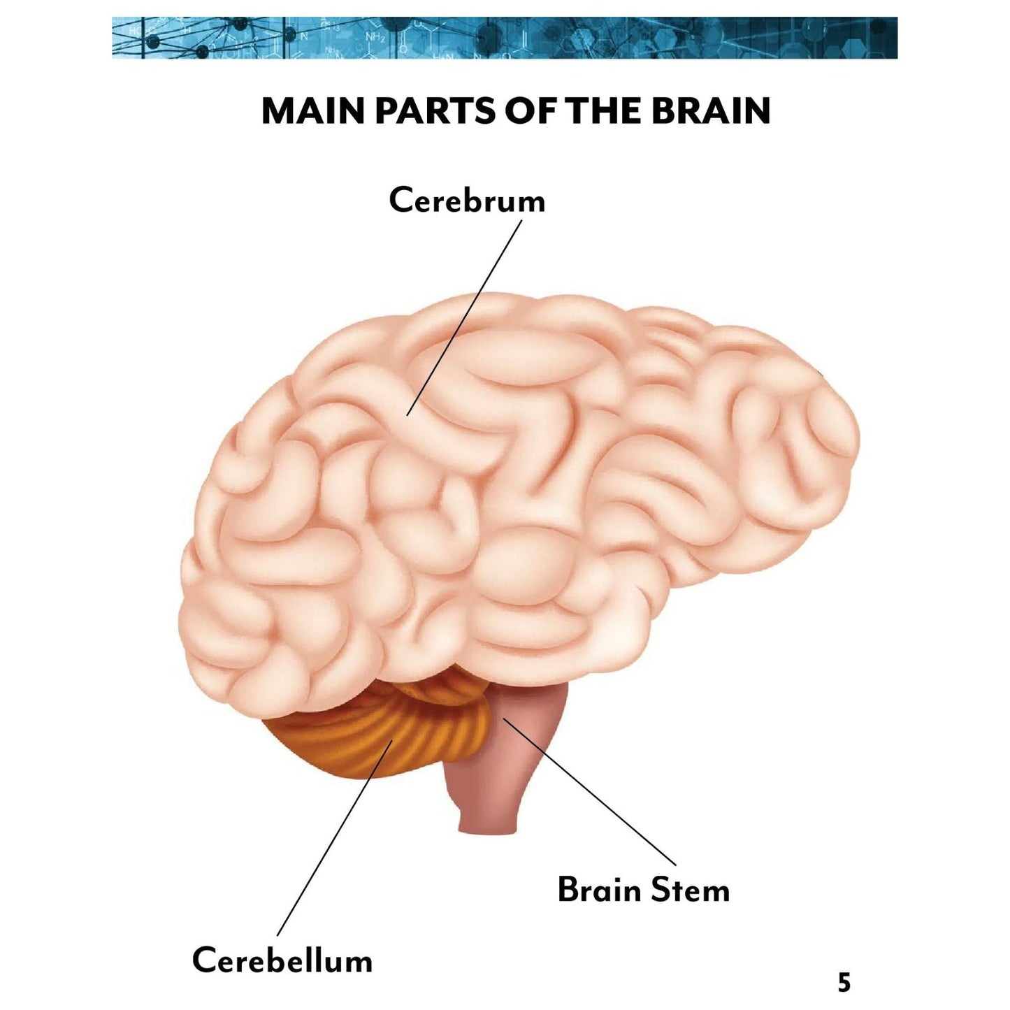 Brain and Behavior-Hardcover