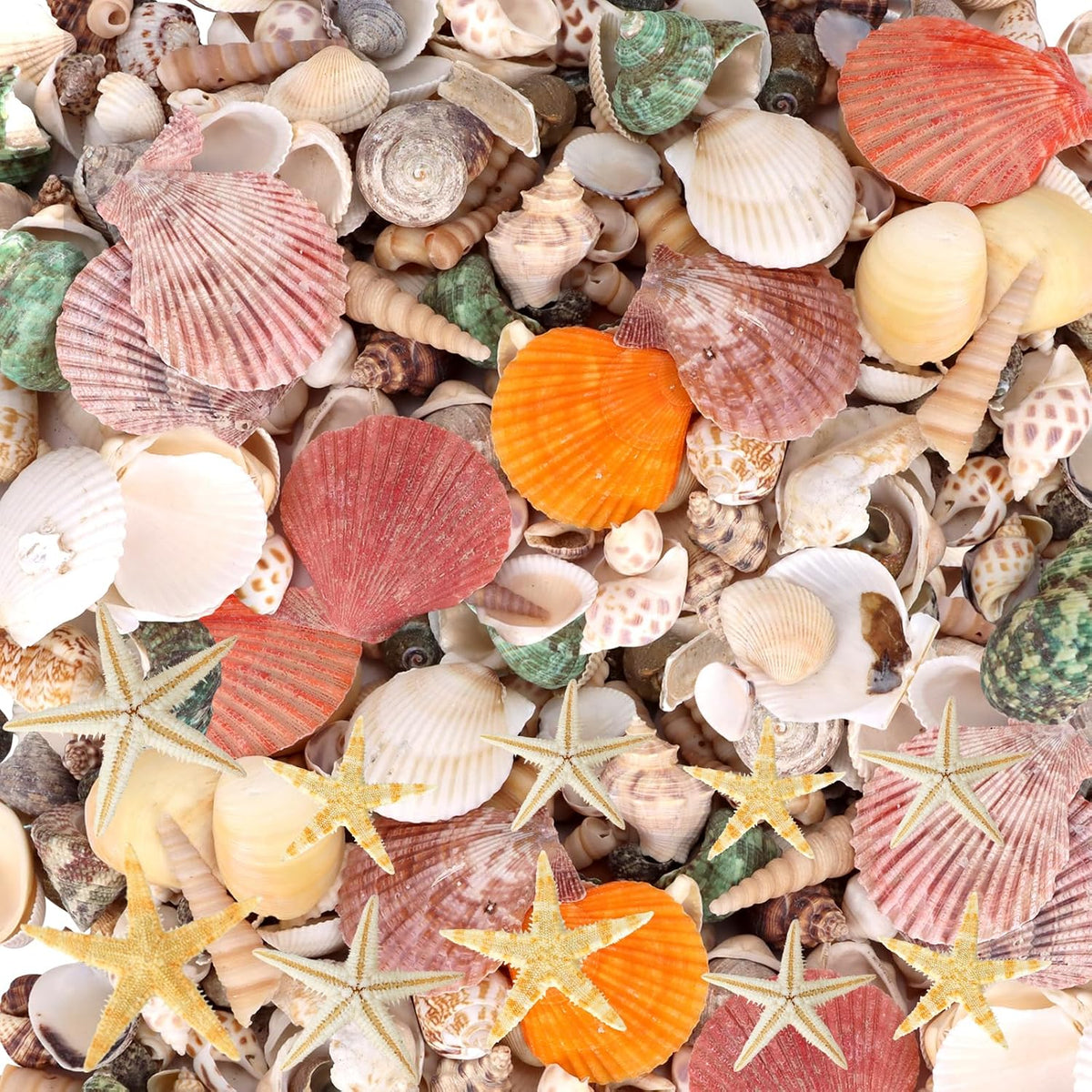 SHELLS: SEASHELLS, 1/2" TO 2-1/4", 1LB, APPROX 325/PK