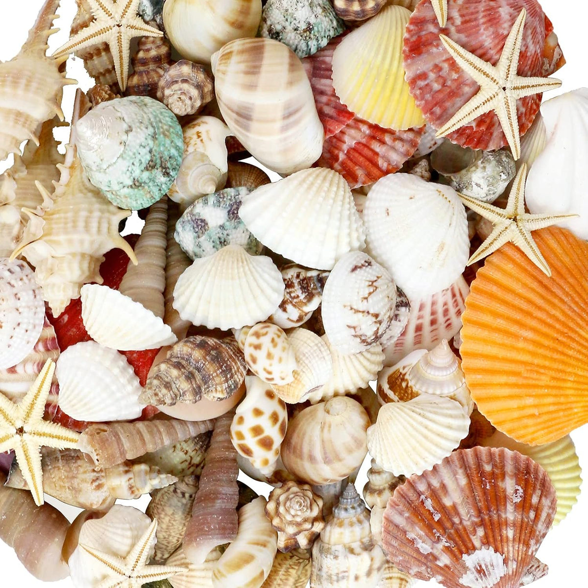Seashells, 100 Asst shapes & sizes