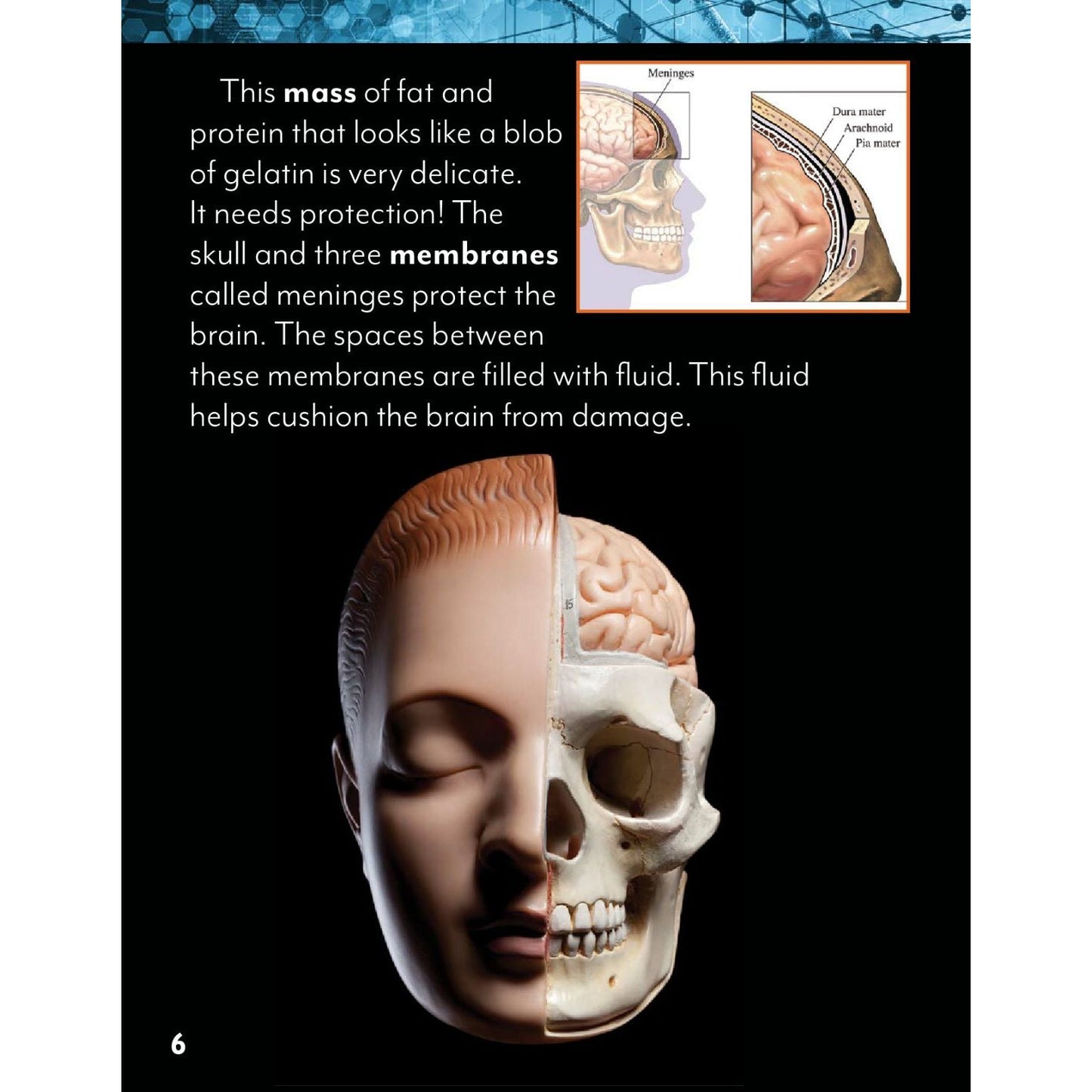 Brain and Behavior-Hardcover