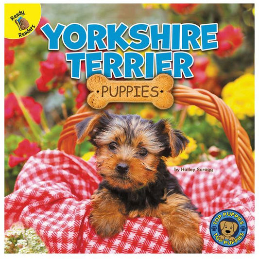 Yorkshire Terrier Puppies