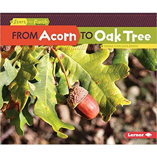 From Acorn To Oak Tree