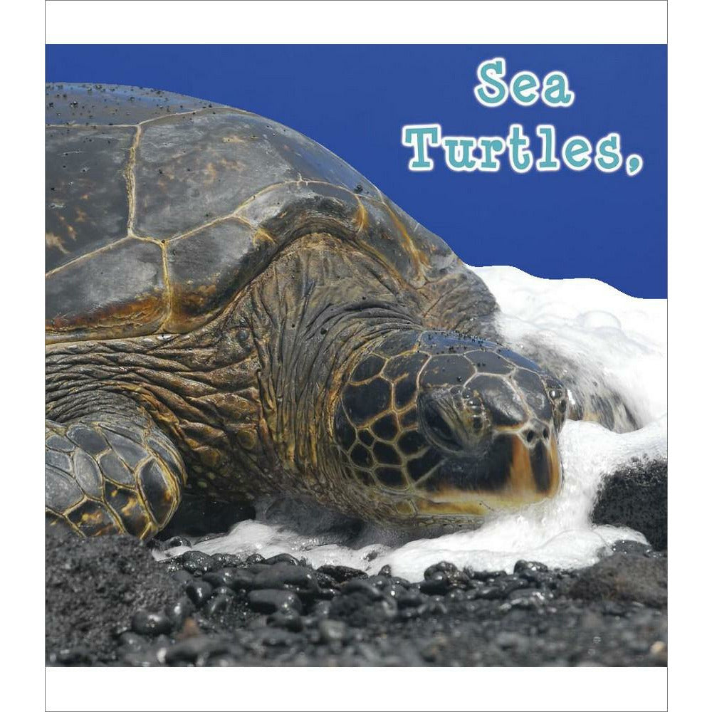 Sea Turtles, What Do You Do?