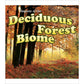 Seasons Of The Deciduous Forest Biome