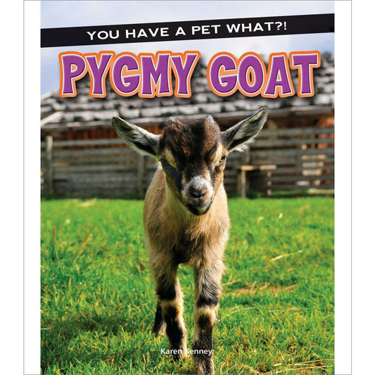 Pygmy Goat