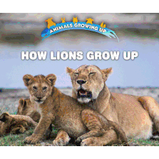 How Lions Grow Up